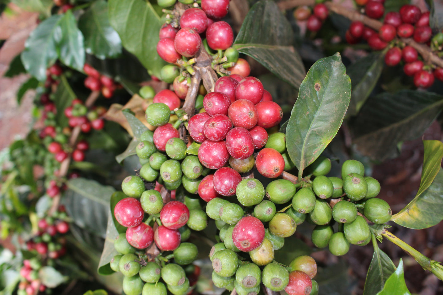 KENYA Gichathaini