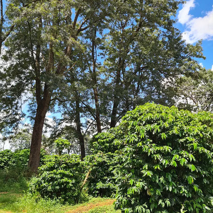 BRAZIL - Fazenda Dois Irmãos